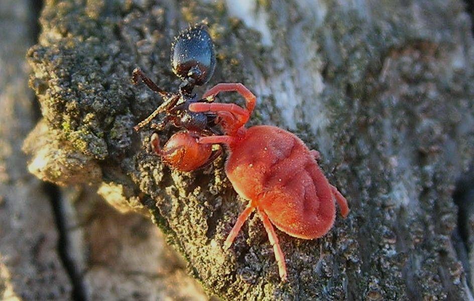 Acaro rosso: Trombididae